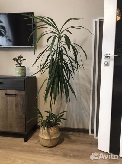 Пальма Драцена