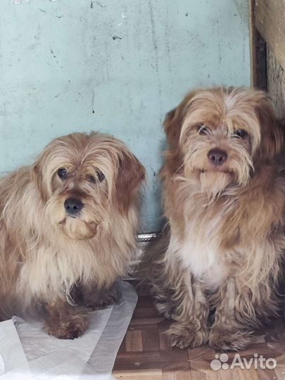 Собачки ищут дом