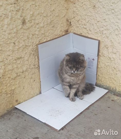 Кот в добрые руки