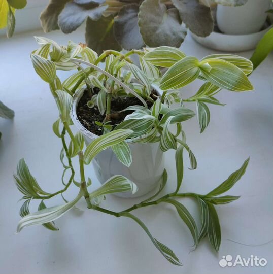 Традесканция