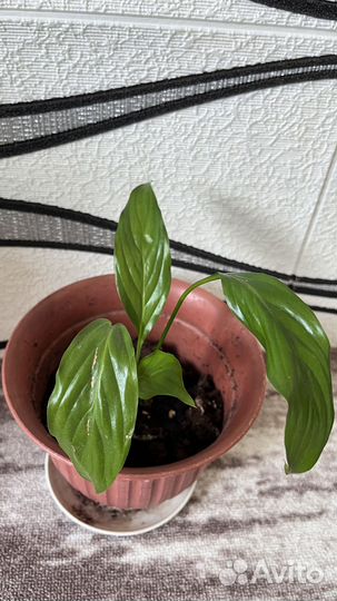 Комнатные цветы