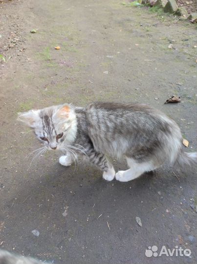 Котята дворовые