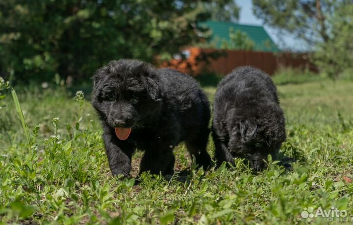 Щенки немецкой овчарки, чёрные и чепрачные