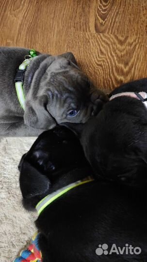 Щенки кане корсо