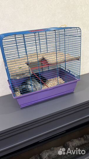 Отдам: Морская свинка мальчик