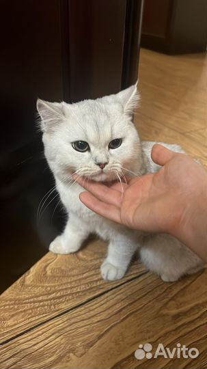Британская шиншилла