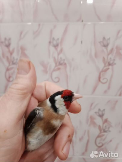 Певчие декоративные птицы
