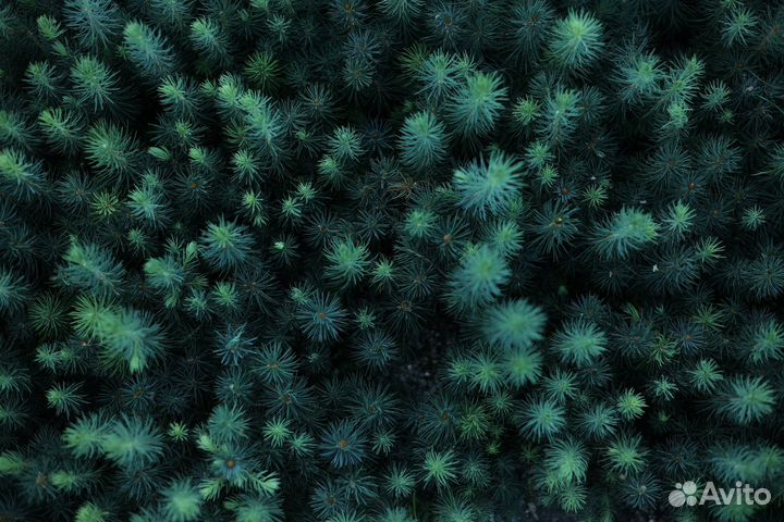 Саженцы голубой ели