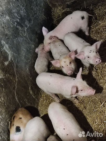 Поросенок ландрас + дюрок