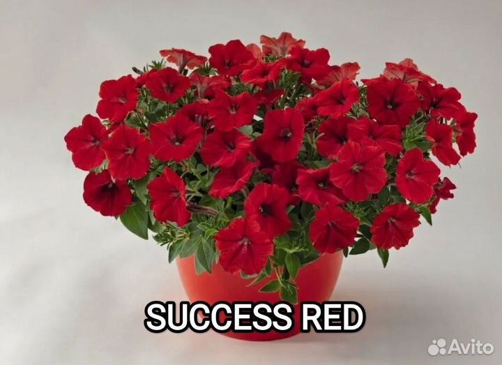Петуния ампельная саксесс 8 цветов