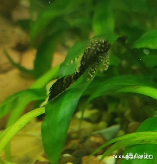 Анцитрусы вуалевые Креветки микс