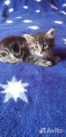 Котята мейкун
