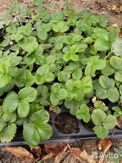 Рассада клубники