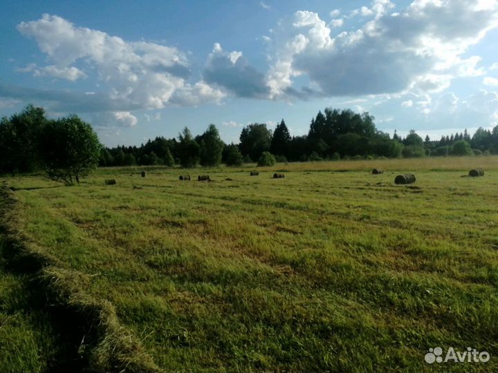 Сено укос 2024 год, тюки по 22-25 кг