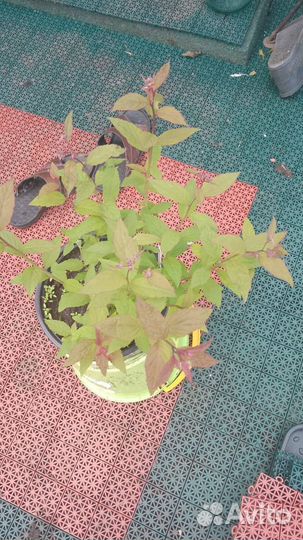 Спирея разных видов