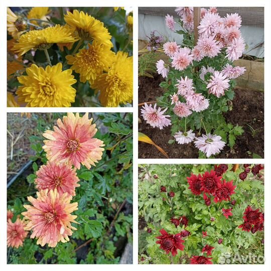 Многолетники. Садовые цветы