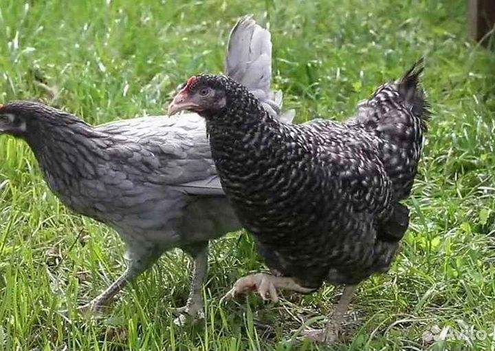 Куры молодые несушки в возрасте 3,5-5 мeсяцев