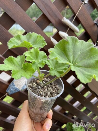 Пеларгония герань Survivor Rosalinda