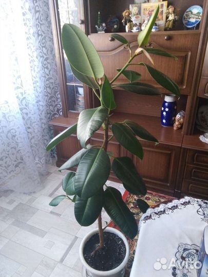 Фикус