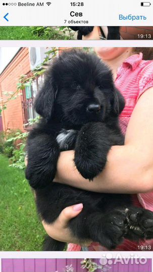 Черная принцесса