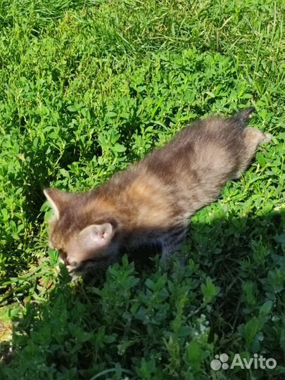 Котята в добрые руки мальчик и девочка