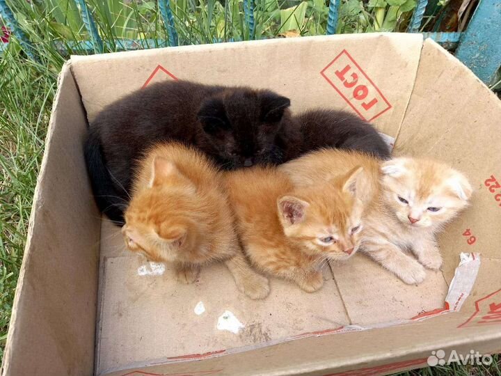 Кошки в добрые руки бесплатно