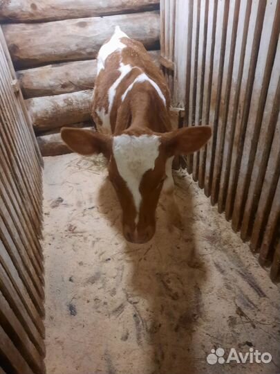 Бычок айшир