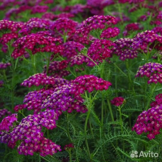 Сортовые тысячелистники