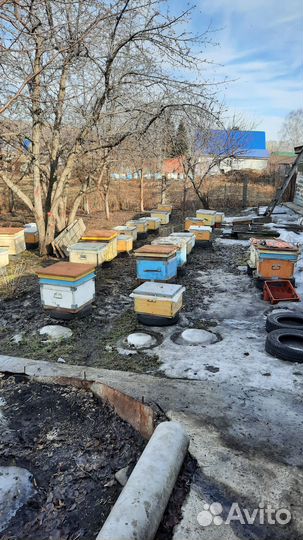 Продам пасеку