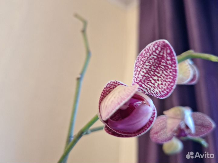 Орхидея фаленопсис