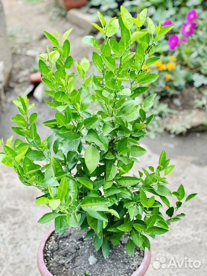 Лимонное дерево