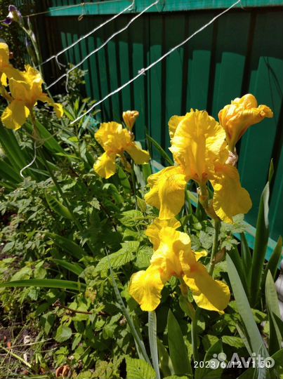 Ирис жёлтый, белый, цветной