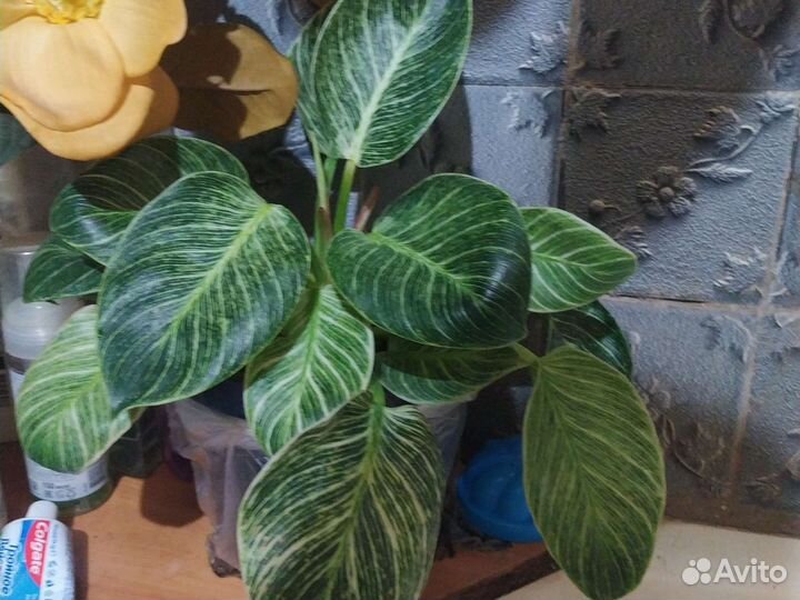 Филодендрон