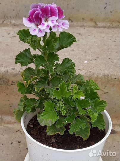 Пеларгония ангелы, стеллары