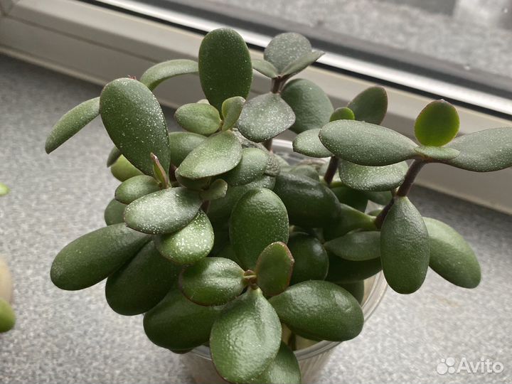 Толстянка, денежное дерево. Отростки с корнями