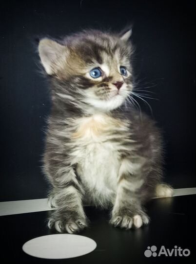 Котята мэйн кун