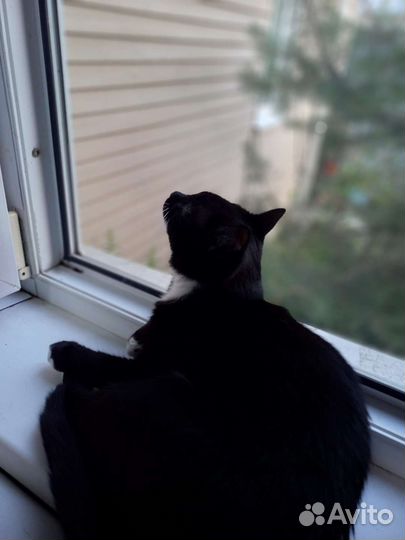 Кот в добрые руки