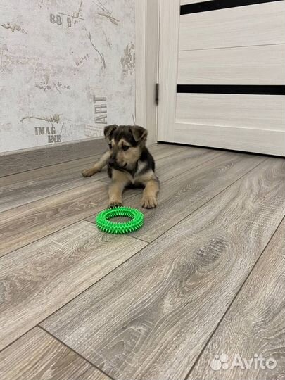 Щенок Девочка в добрые руки