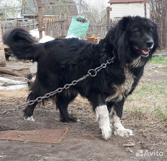 Дориан собака для души в дар. Доставка