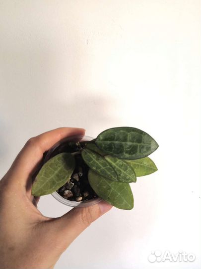 Хойя Эллиптика Керри Вайетти Куртиси