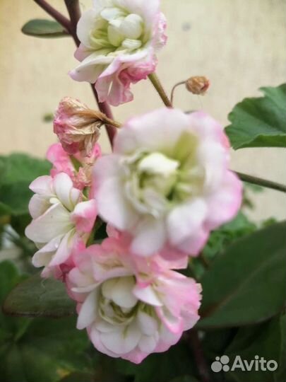 Пеларгония герань срезы