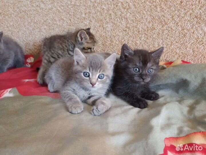 Отдам котят в добрые руки