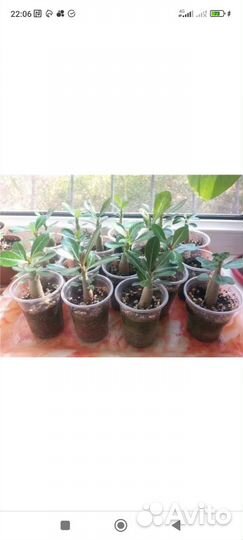 Адениум сеянцы