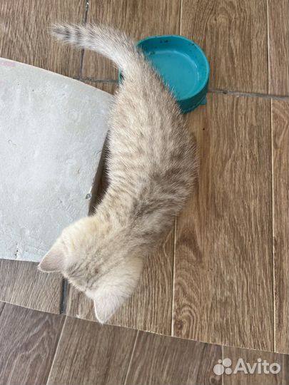 Британская