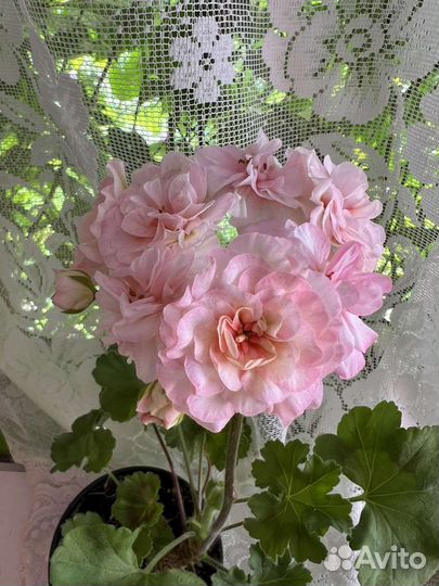 Пеларгония 