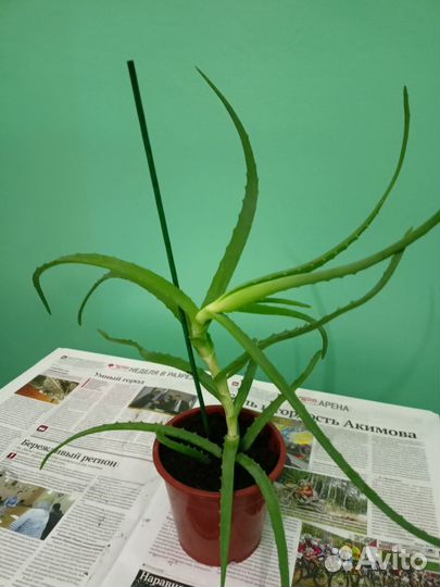 Алоэ лечебный
