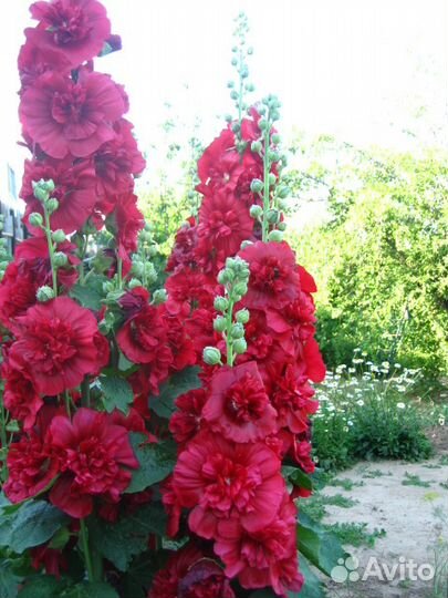 Ромашка многолетняя