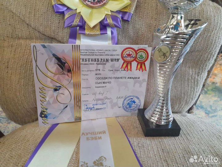 Щенки мопса РКФ