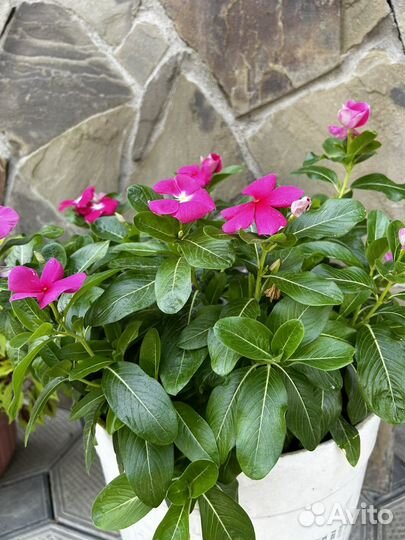 Катарантус