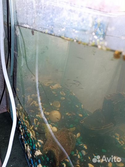 Аквариум с рыбками